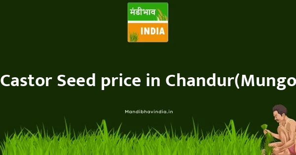 Castor Seed price